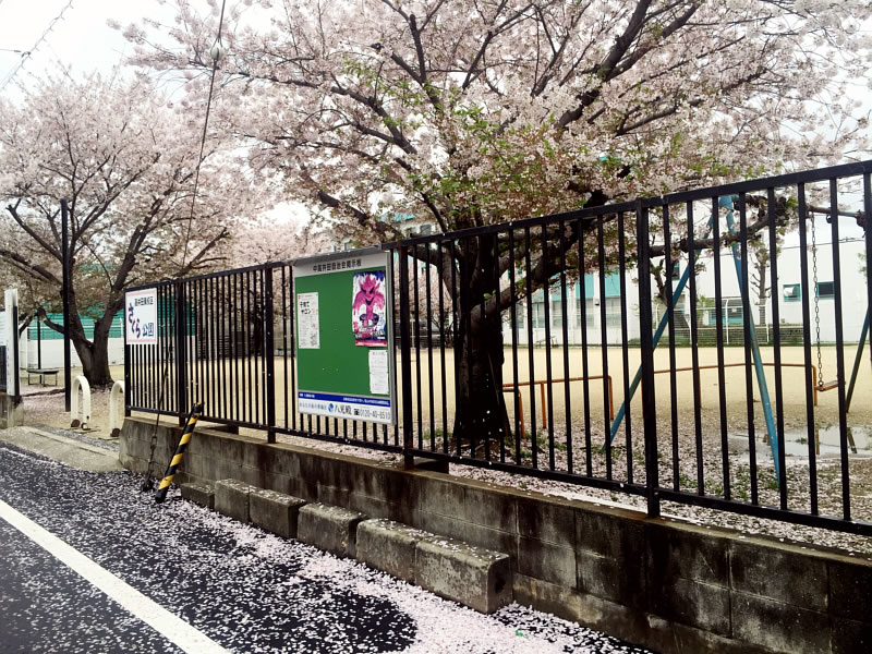 2015年　さくら公園の桜-№2