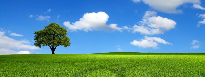 green-tree-2.jpg
