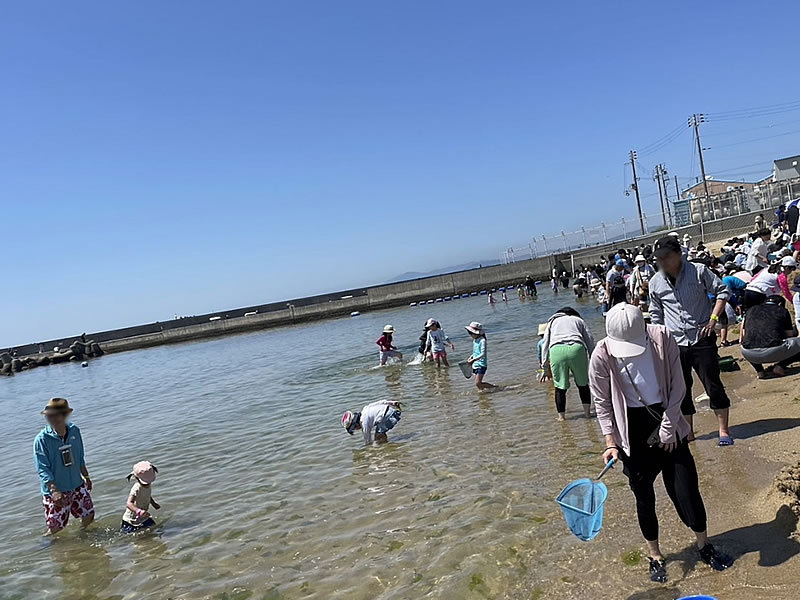 須磨海岸の潮干狩りで潮干狩りしている画像