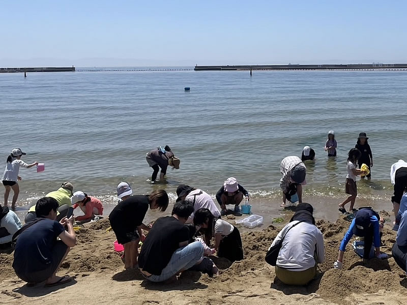 須磨海岸の潮干狩りで潮干狩りしている画像