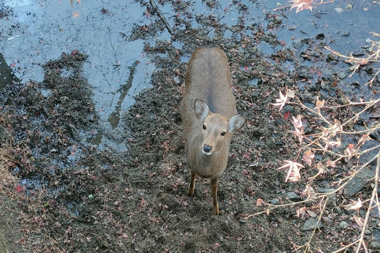 奈良公園に行ってきました！