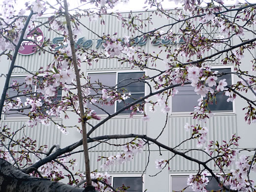 2011年・さくら公園の桜
