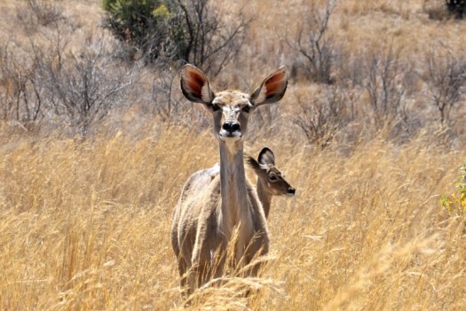 africa-01 africa-01